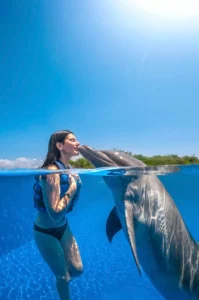 Nadar con delfines en el mar de Marbella.