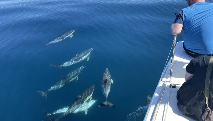 delfines avistamiento de cerca