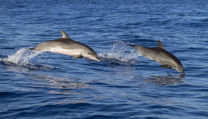 observación de delfines en marbella